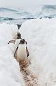 126 Antarctica, Port Lockroy, ezelspinguins